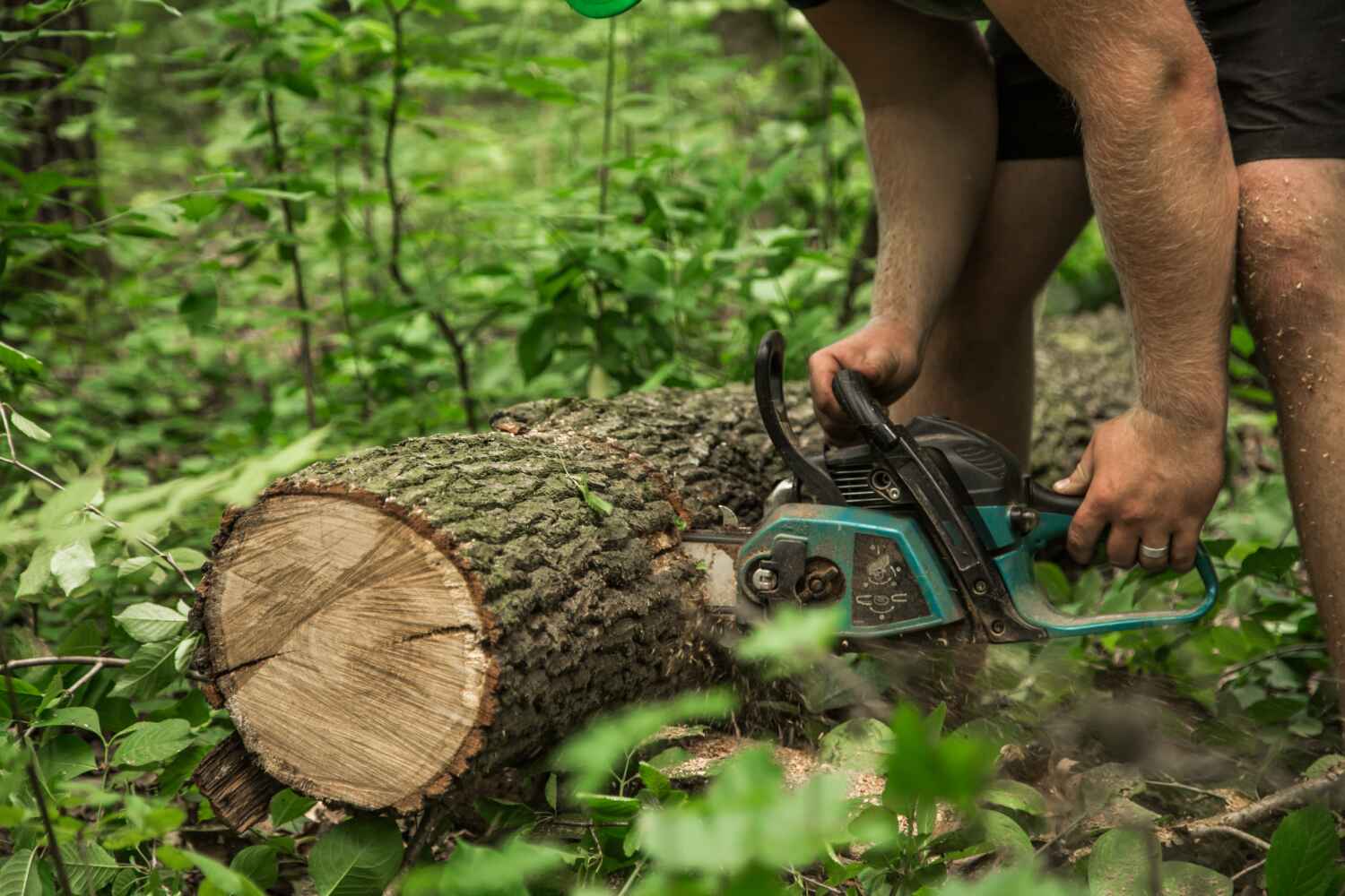 Dead Tree Removal in Volga, SD